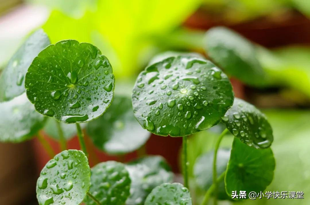 小学优秀作文赏析—《春雨》300字,精选描写春天的范文5篇