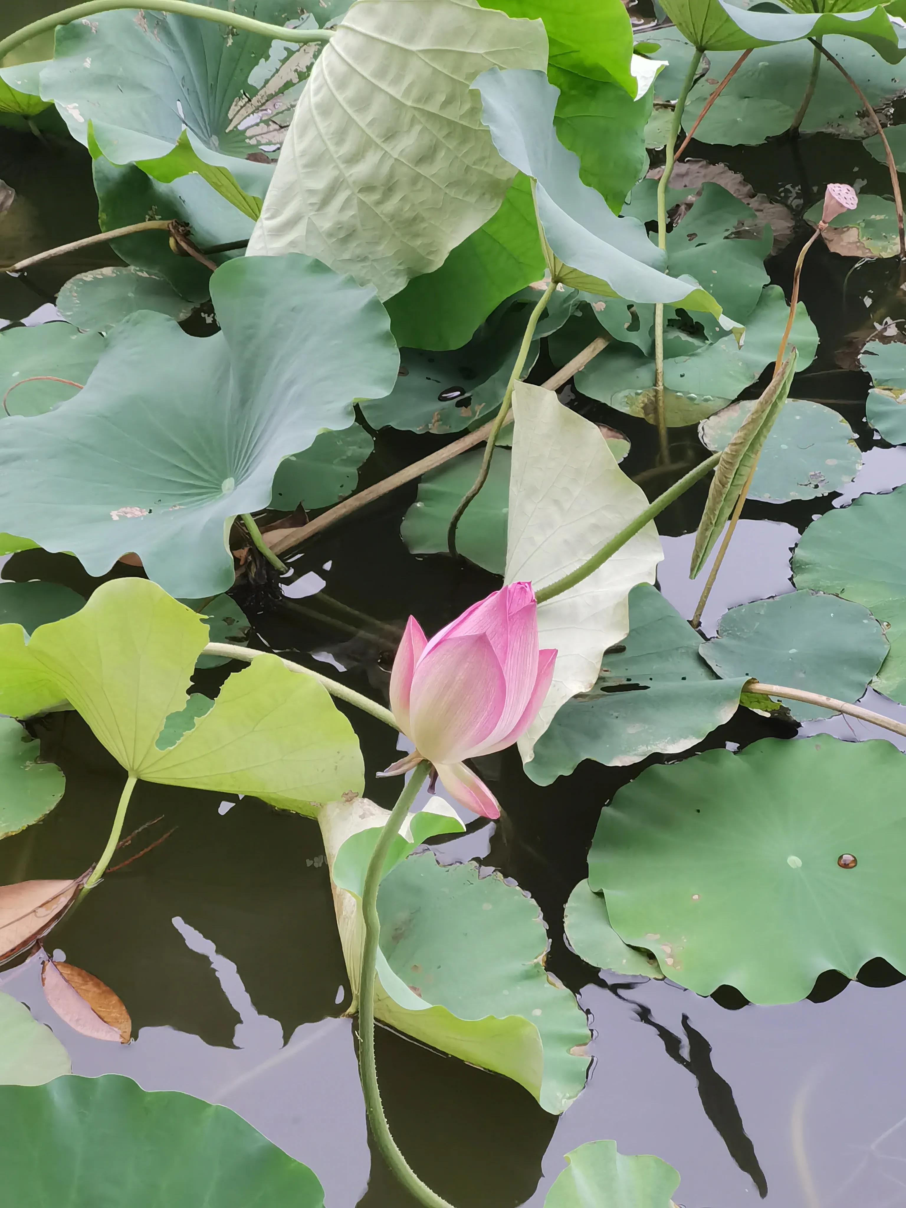 生命的感悟(散文)