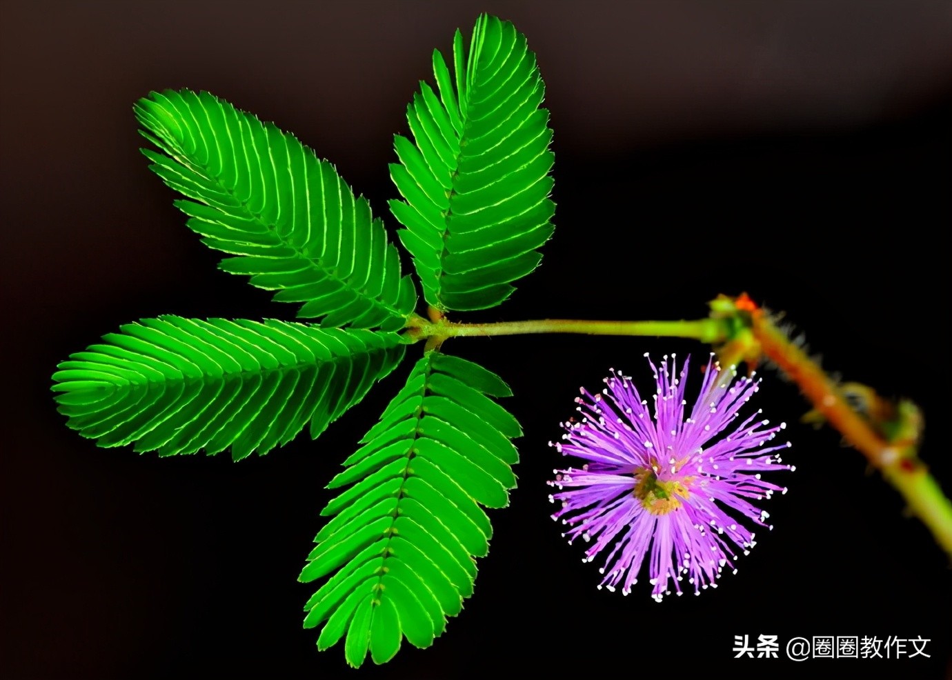 二年级作文——含羞草