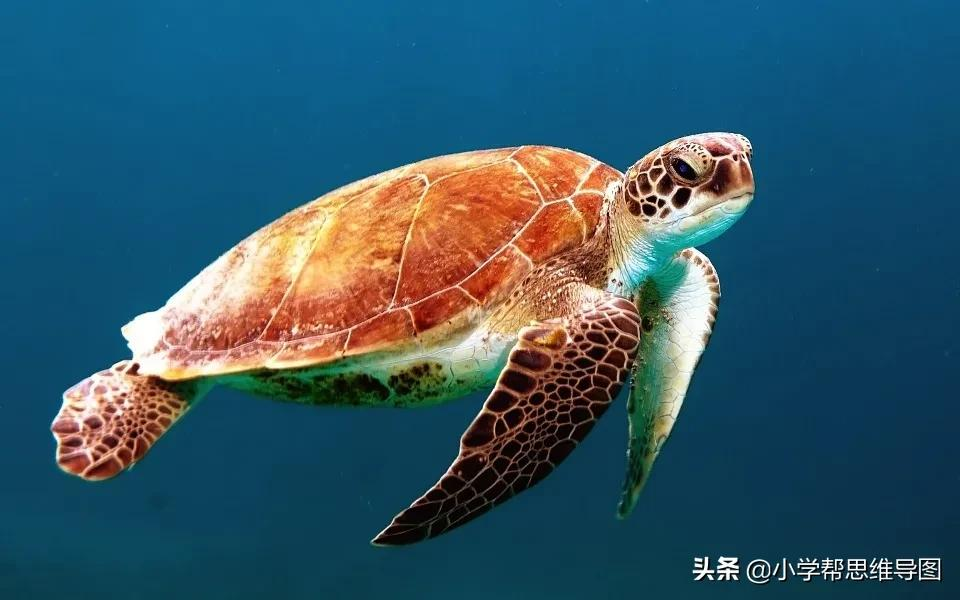 优秀范文:最难忘的一件事(1-6年级)