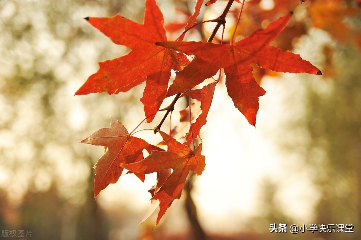 中小学优秀作文赏析——《秋,美秋》
