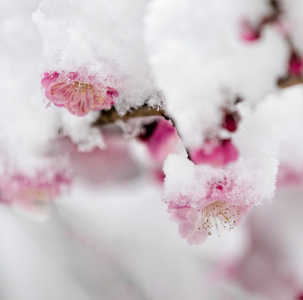 与梅并作十分春，十二首雪梅的诗词，看雪中绽放的梅花，傲霜斗雪
