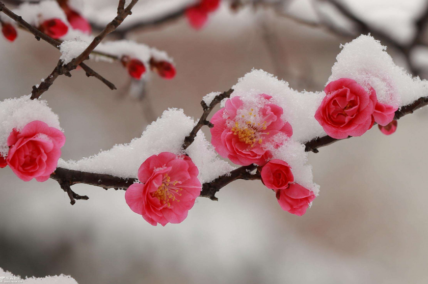 与梅并作十分春，十二首雪梅的诗词，看雪中绽放的梅花，傲霜斗雪