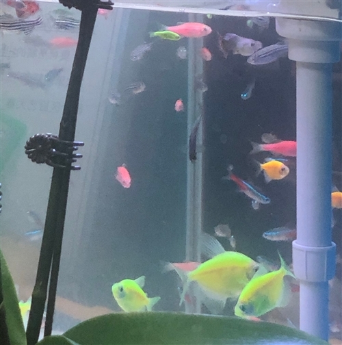 金鱼的经典说说