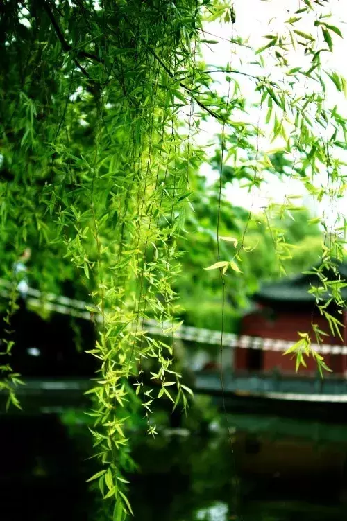 十首依依杨柳诗,系不住的万种风情