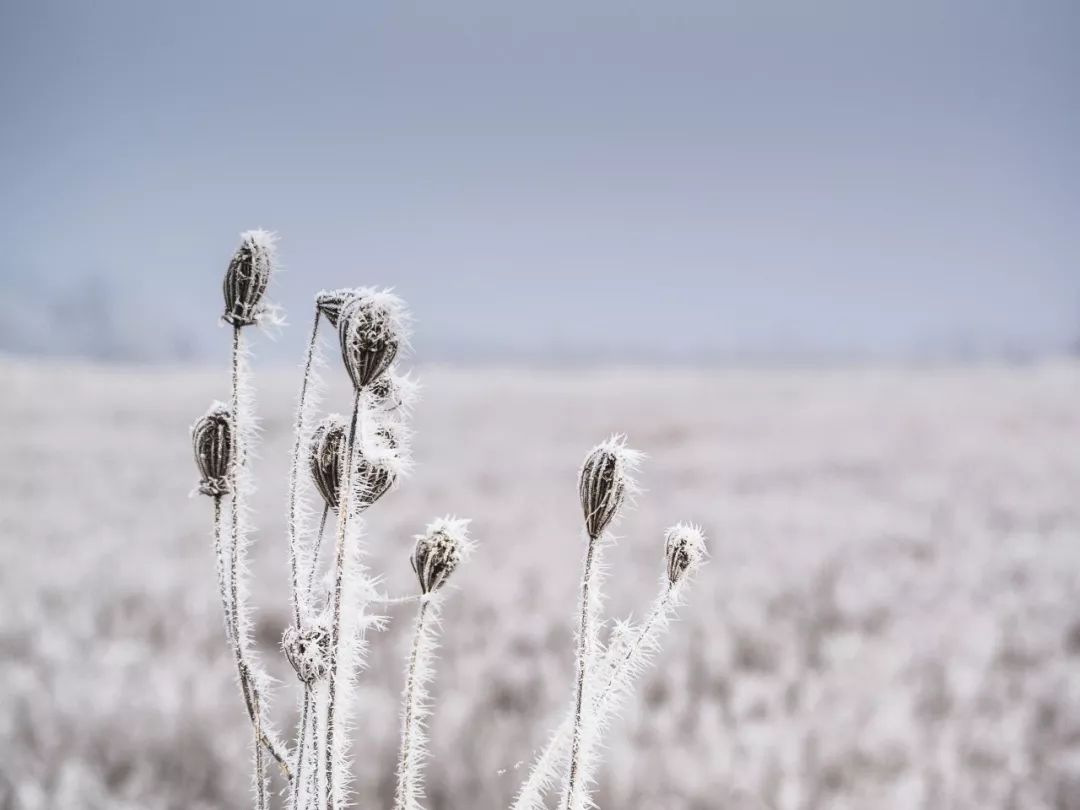十首雪景诗词,最美的雪在诗词里