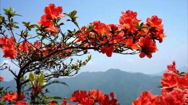 诗词赏析:《锦瑟》——(唐)李商隐