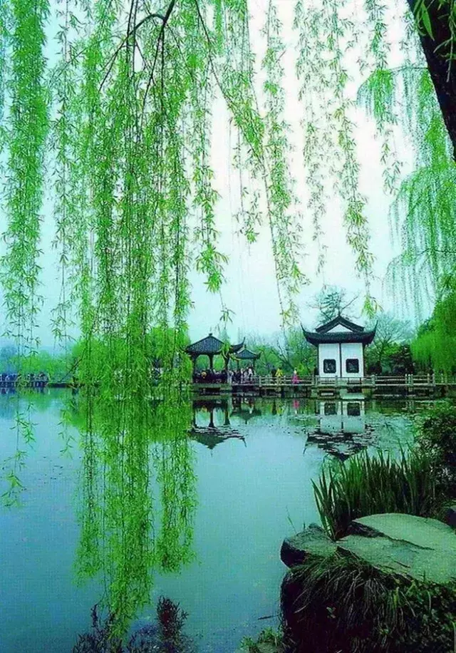 十首依依杨柳诗,系不住的万种风情