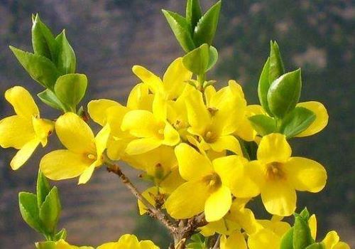 读这五首诗词,原来迎春花也能这么美