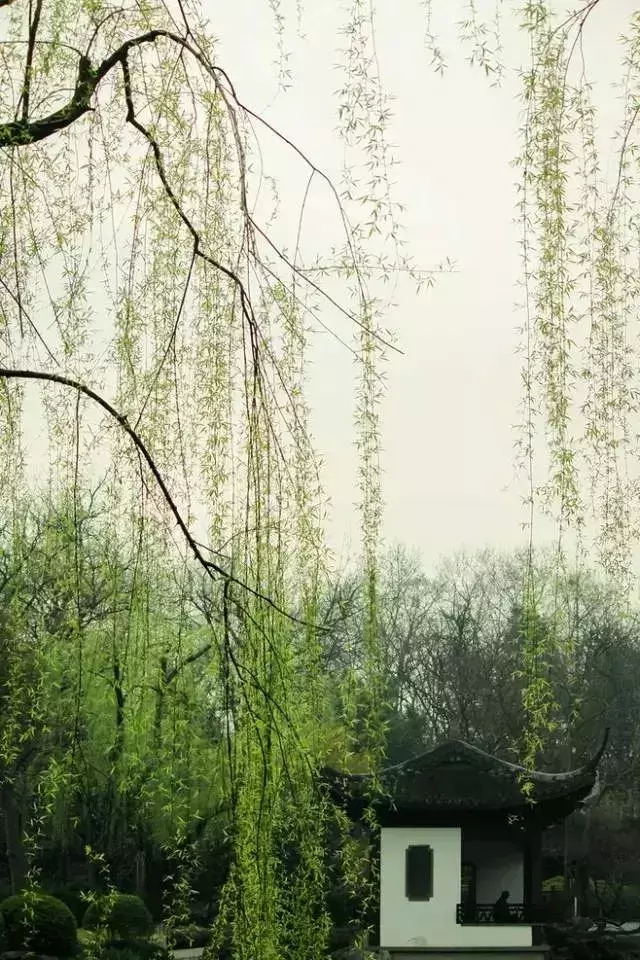 十首依依杨柳诗,系不住的万种风情