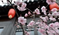 春节贺词诗句优美（新年祝福诗句唯美古诗）