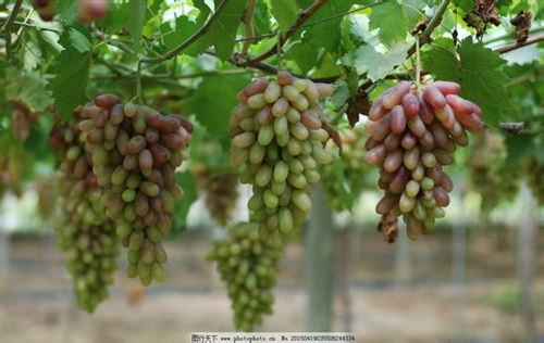 描写葡萄的优美句子