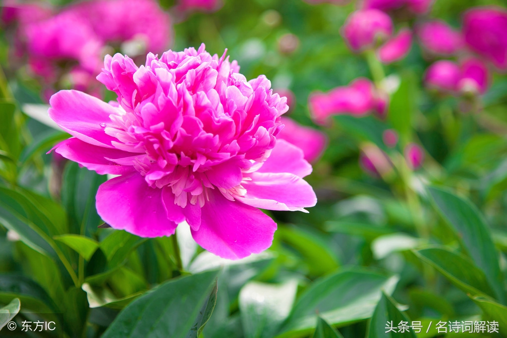 李白《清平调词》三首全(名诗词解读新解)