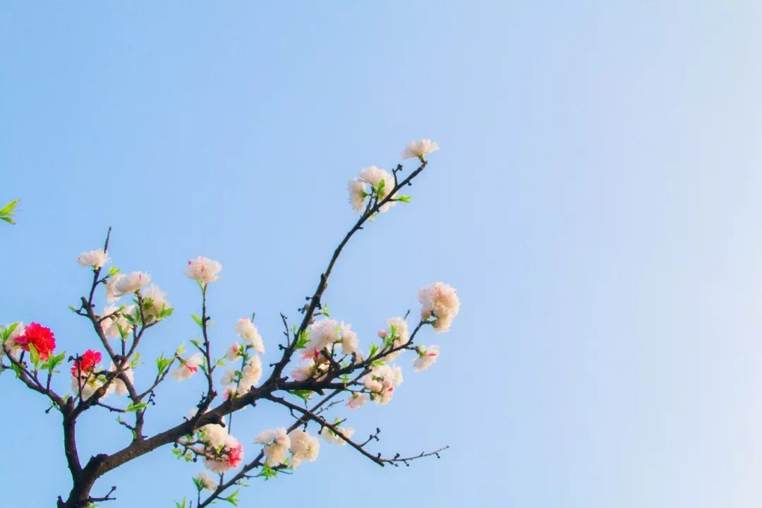 适合春节在家读的20首静美诗词,首首经典,岁月静好,人间值得