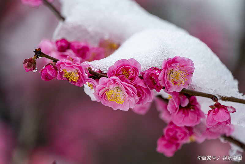 雪飞日暮满林霜,瑟瑟寒风向北方/晚霞 七绝 十首