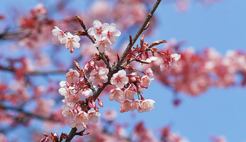 「诗词鉴赏」三月桃花开,十首桃花的诗词,惊艳了整个春天