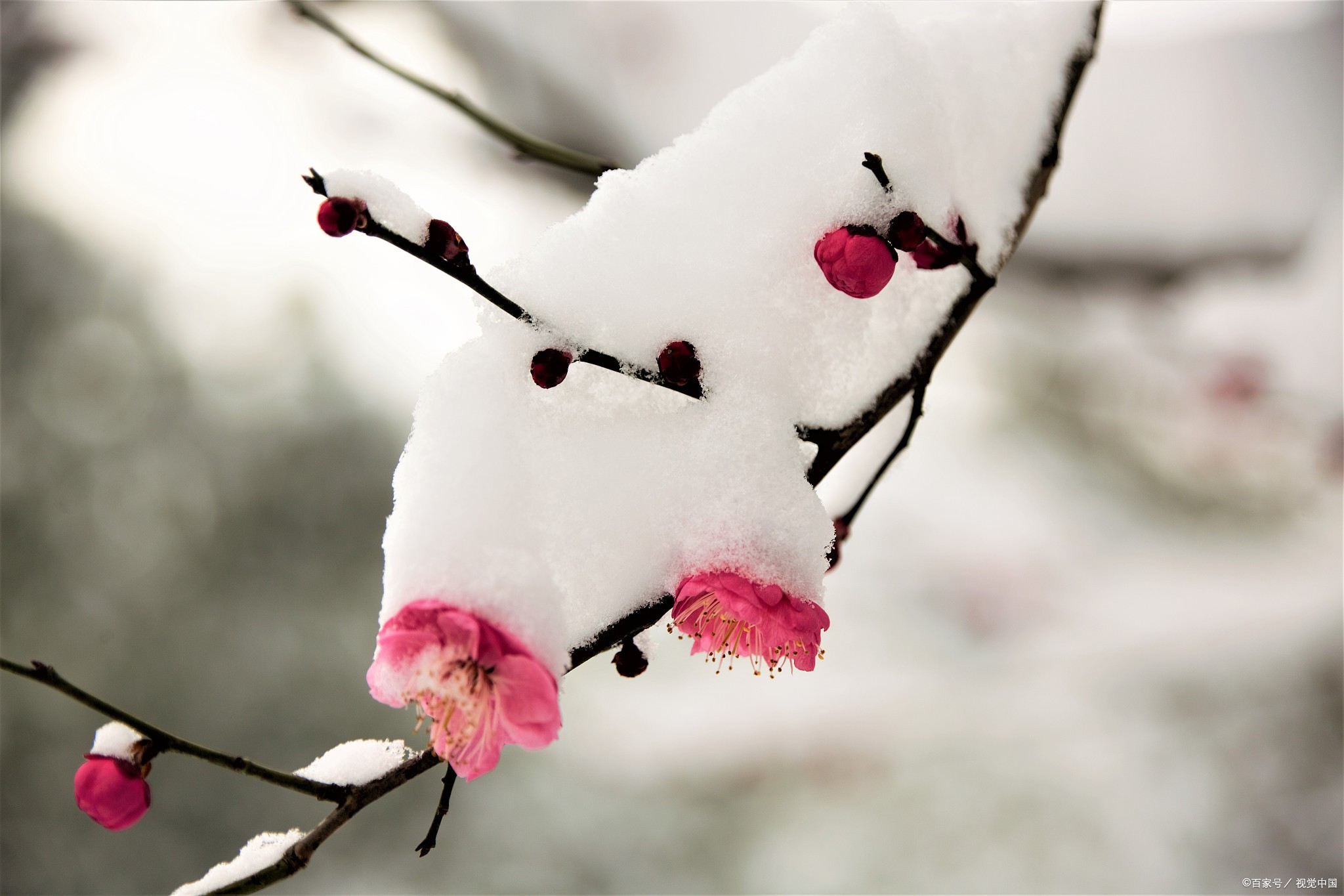 雪飞日暮满林霜,瑟瑟寒风向北方/晚霞 七绝 十首