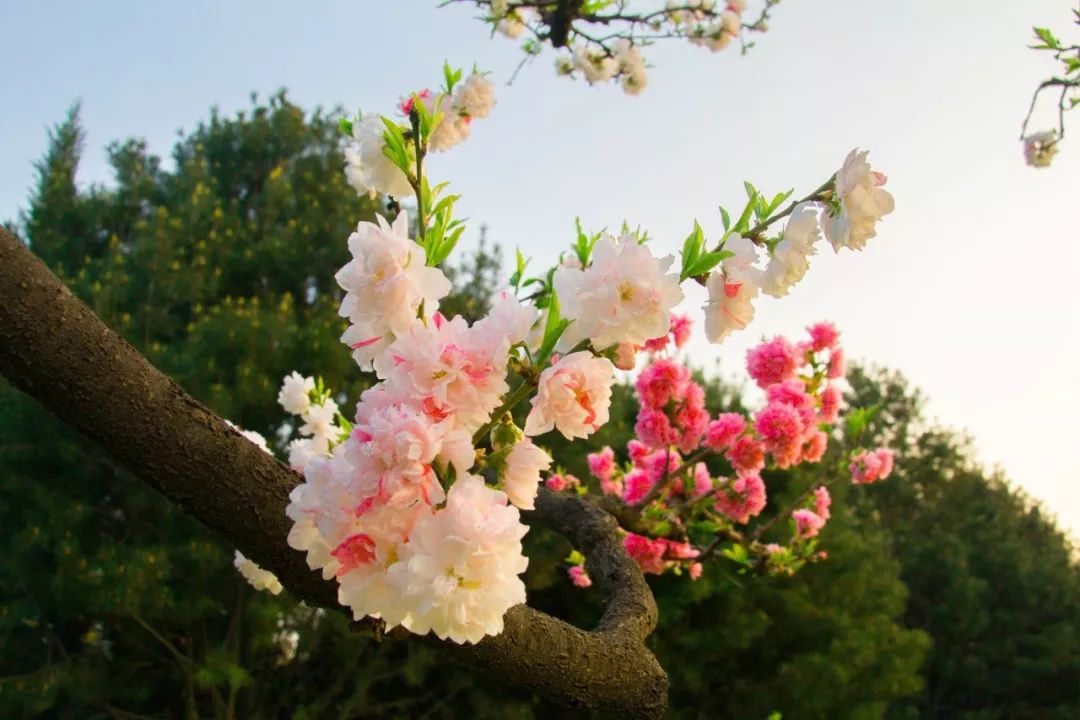 适合春节在家读的20首静美诗词,首首经典,岁月静好,人间值得