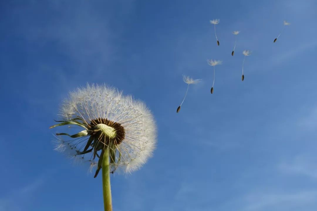 适合春节在家读的20首静美诗词,首首经典,岁月静好,人间值得