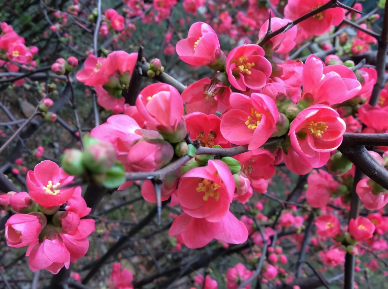 王安石写梅花的3首古诗,惊艳了千年,每一首都美到极致