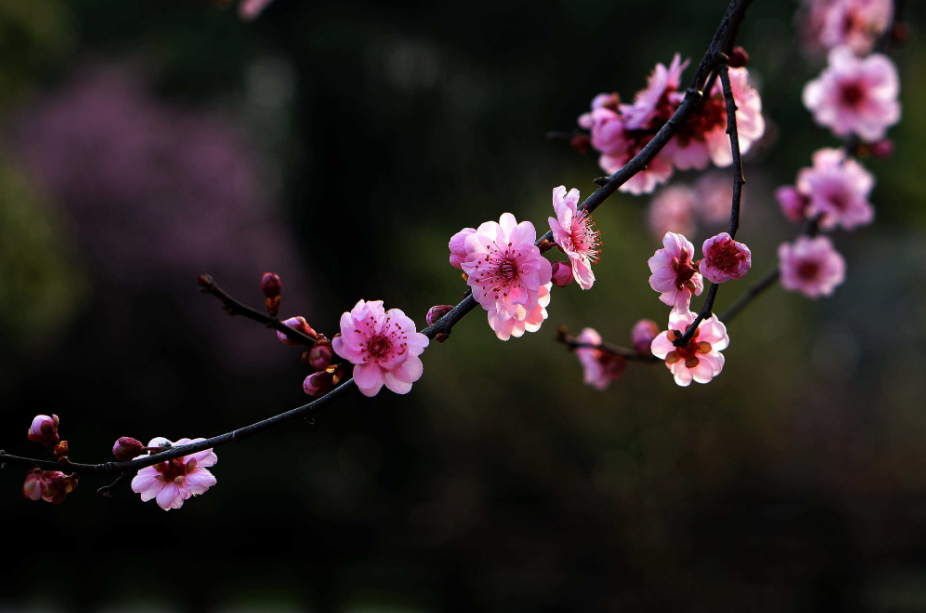 散与群芳自在春,<a
