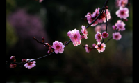 赞美梅花诗词及句子（形容梅花傲骨的诗句）