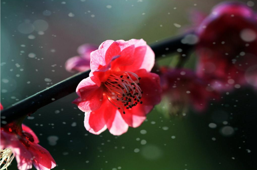 「诗词鉴赏」十首红梅的诗词,看红梅凌寒傲雪,唱响红梅的赞歌