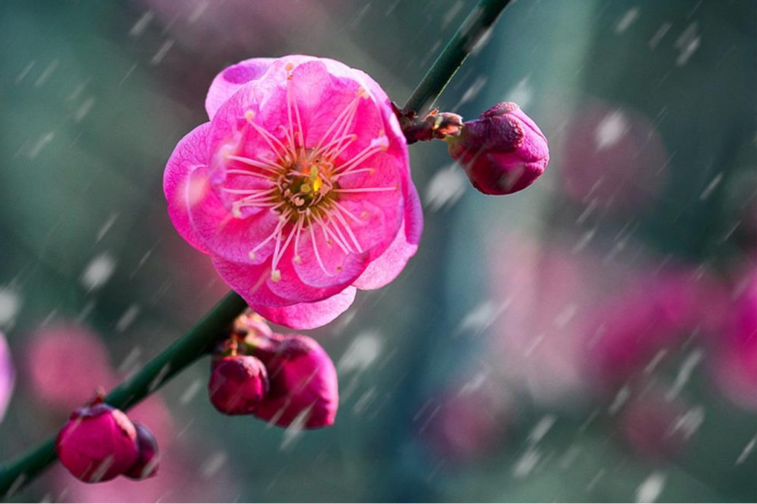 「诗词鉴赏」十首红梅的诗词,看红梅凌寒傲雪,唱响红梅的赞歌