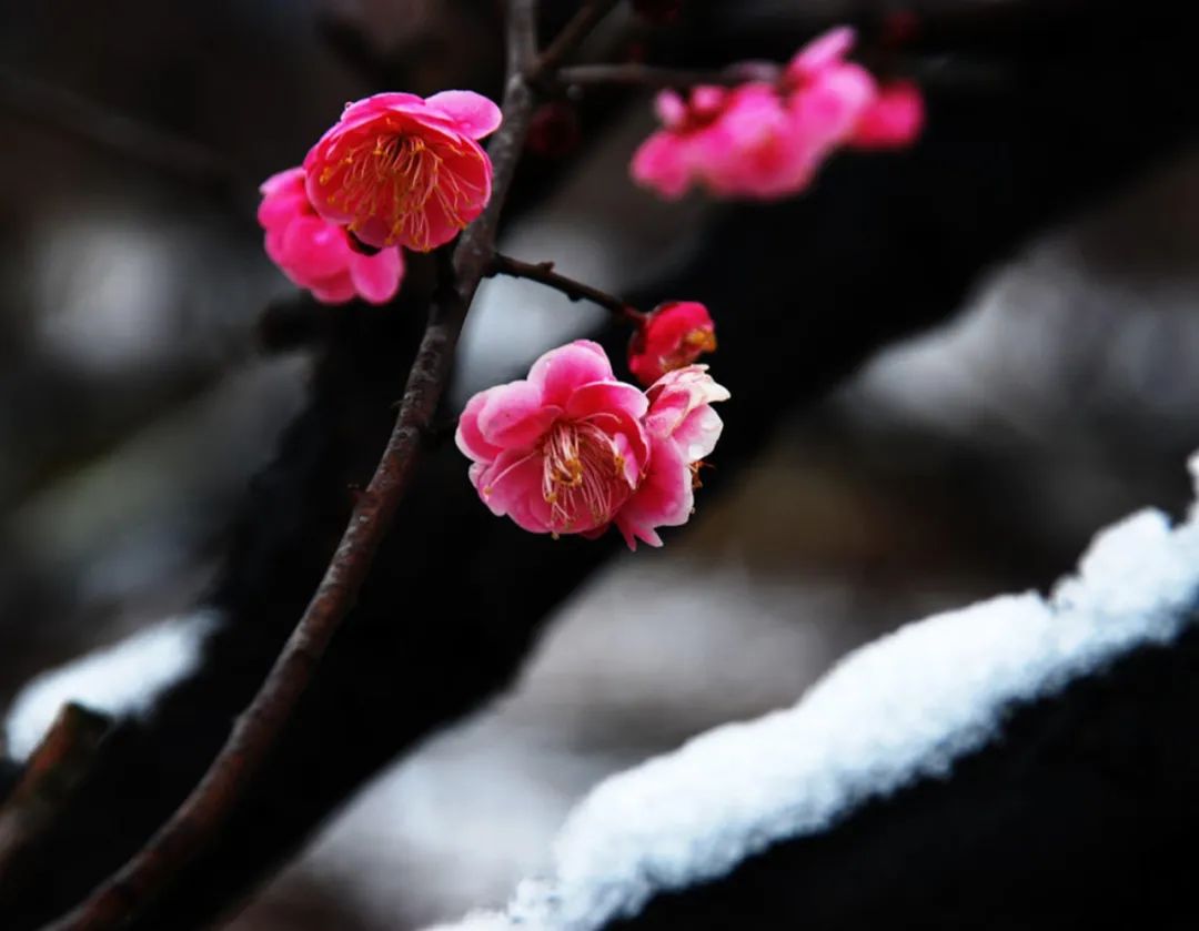 「诗词鉴赏」十首红梅的诗词,看红梅凌寒傲雪,唱响红梅的赞歌