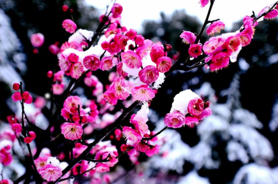「诗词鉴赏」十首红梅的诗词,看红梅凌寒傲雪,唱响红梅的赞歌