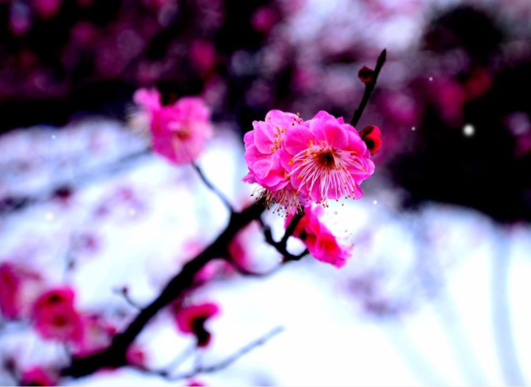 「诗词鉴赏」十首红梅的诗词,看红梅凌寒傲雪,唱响红梅的赞歌