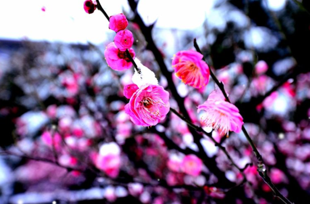 「诗词鉴赏」十首红梅的诗词,看红梅凌寒傲雪,唱响红梅的赞歌
