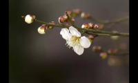 友情诗句古诗大全（关于友谊的古诗大全）