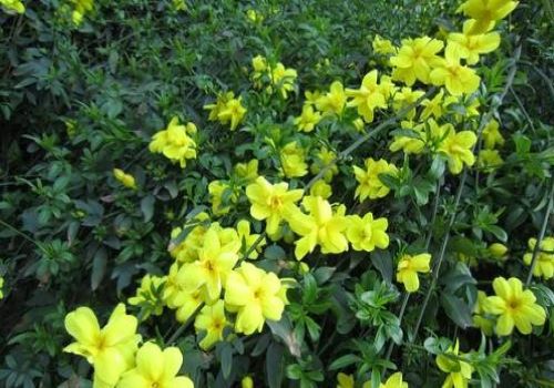 读这五首诗词,原来迎春花也能这么美