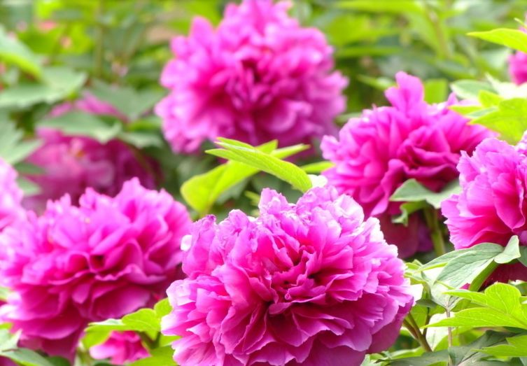 【诗词鉴赏】唯有牡丹真国色 花开时节动京城