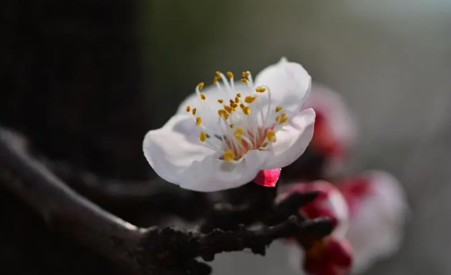 「诗词鉴赏」沾衣欲湿杏花雨,十首杏花的诗词,惊艳了整个春天