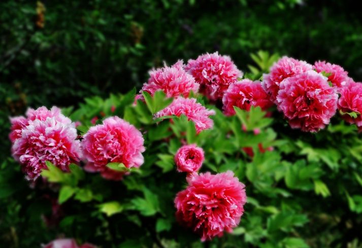 【诗词鉴赏】唯有牡丹真国色 花开时节动京城