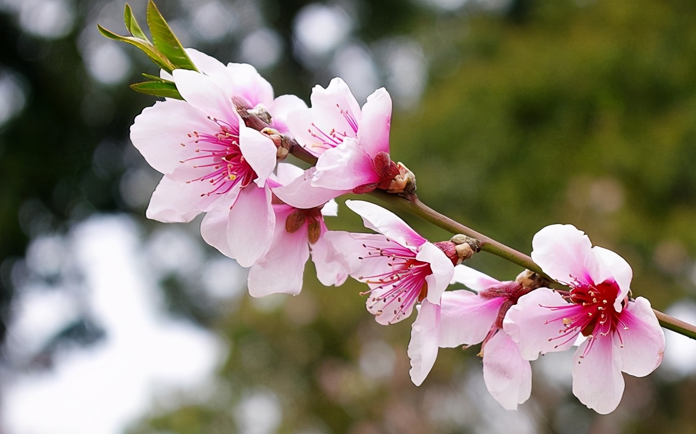 「诗词鉴赏」三月桃花开,十首桃花的诗词,惊艳了整个春天