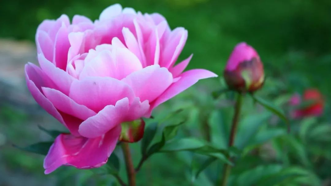 【诗词鉴赏】唯有牡丹真国色 花开时节动京城