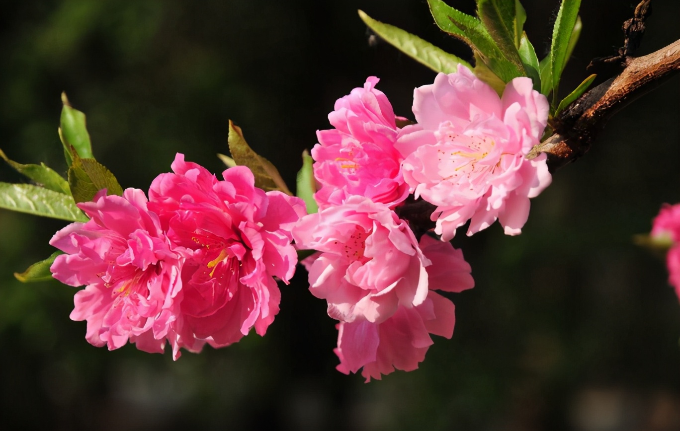 「诗词鉴赏」三月桃花开,十首桃花的诗词,惊艳了整个春天