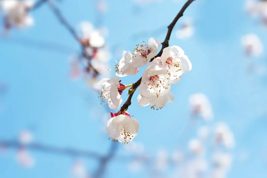纳兰容若词里的春天,一草一木,皆是相思