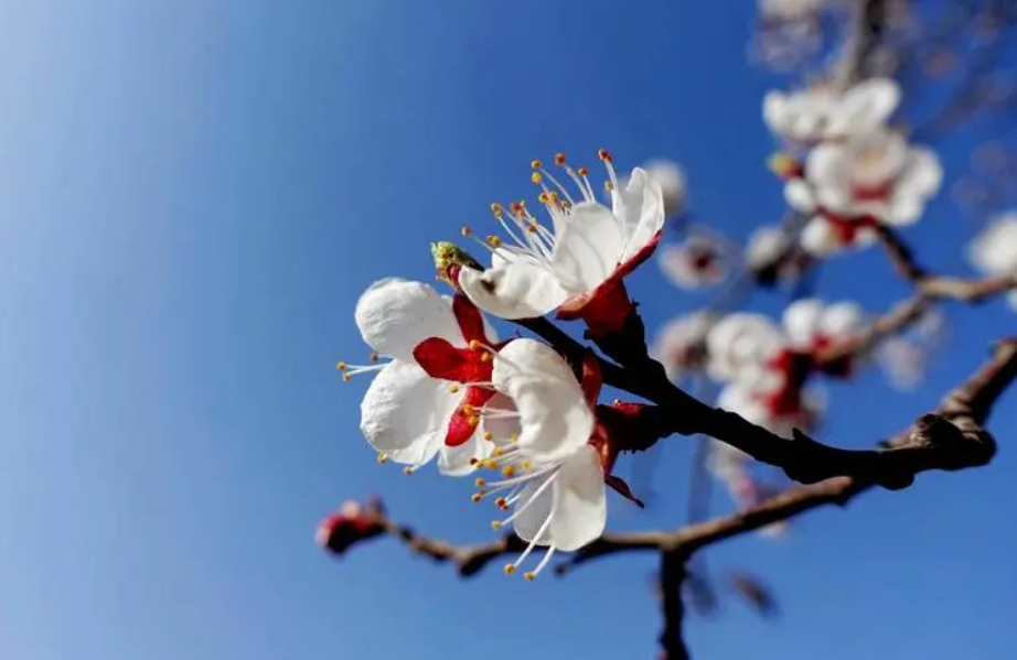 「诗词鉴赏」沾衣欲湿杏花雨,十首杏花的诗词,惊艳了整个春天