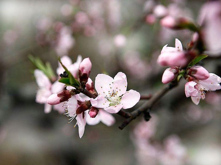 「诗词鉴赏」三月桃花开,十首桃花的诗词,惊艳了整个春天