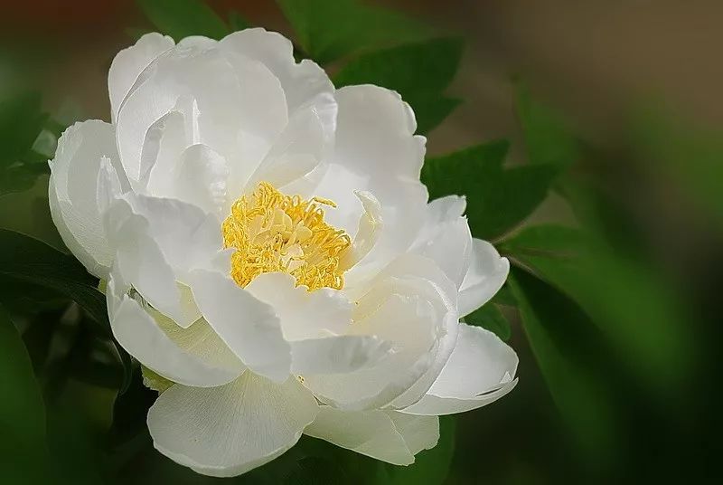【诗词鉴赏】唯有牡丹真国色 花开时节动京城