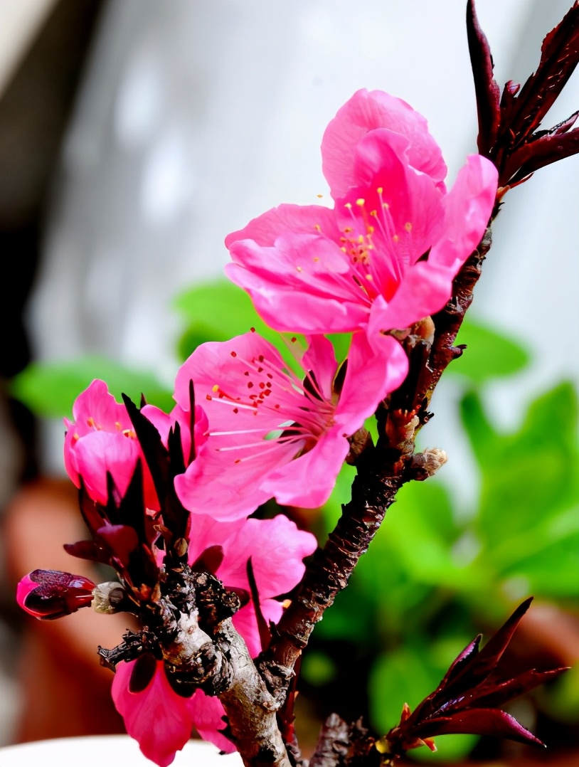 「诗词鉴赏」三月桃花开,十首桃花的诗词,惊艳了整个春天