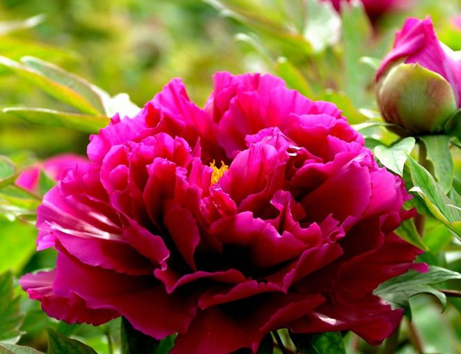 【诗词鉴赏】唯有牡丹真国色 花开时节动京城