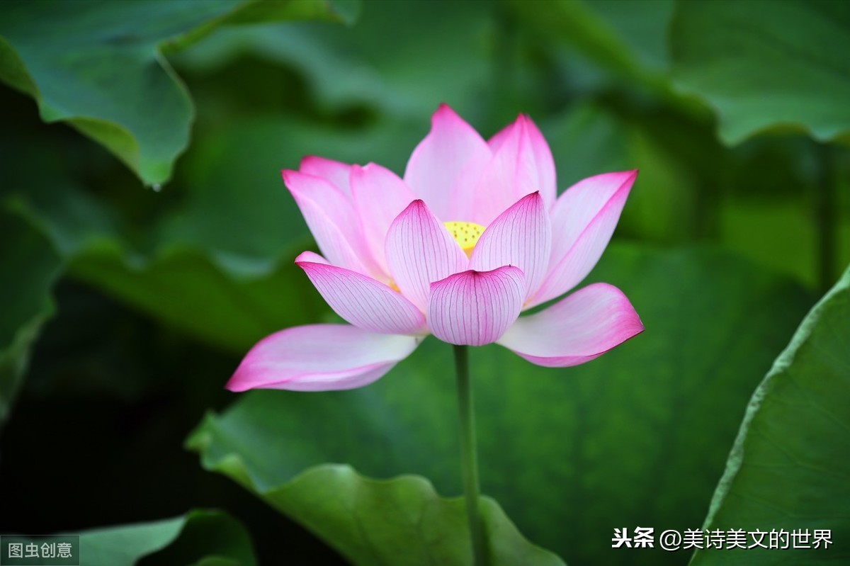 李白最“虚伪”的诗,为消除误会拍好友马屁,意外留下个千古名句