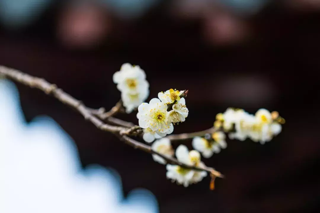 十首梅花诗:已是寒冬时,宜读梅花诗