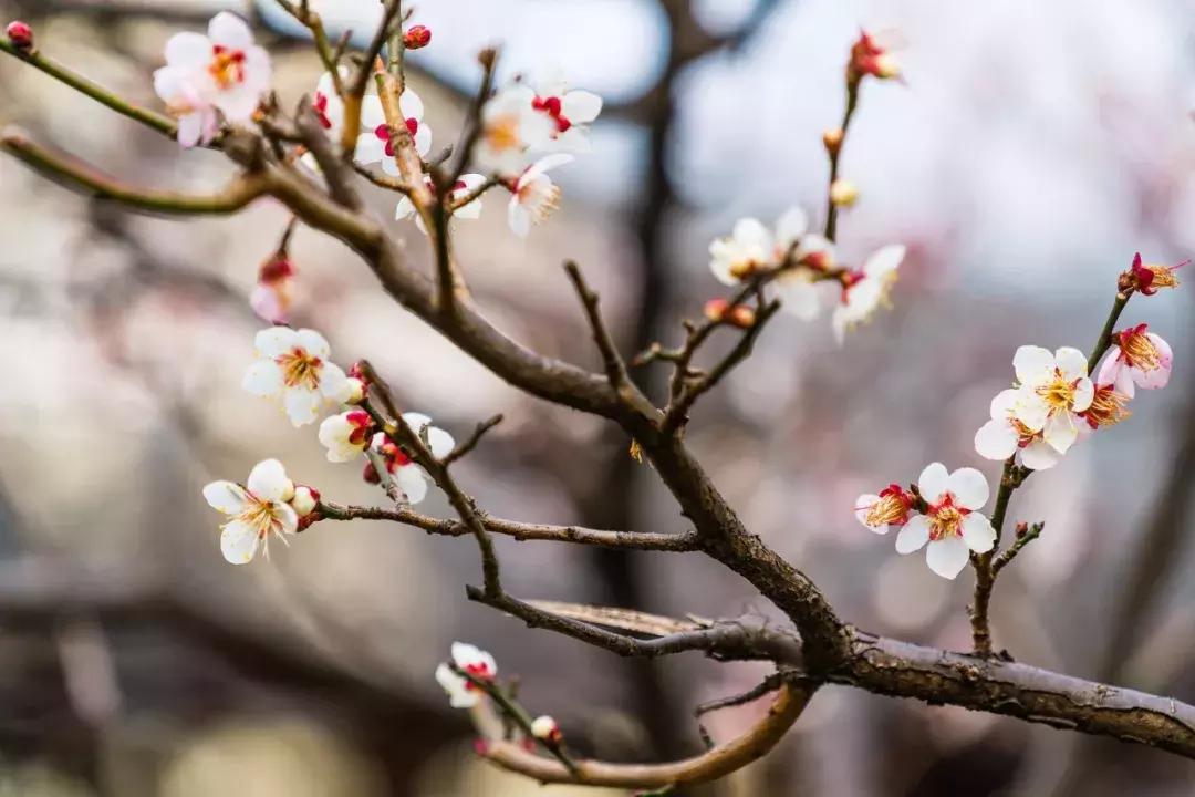 十首梅花诗:已是寒冬时,宜读梅花诗