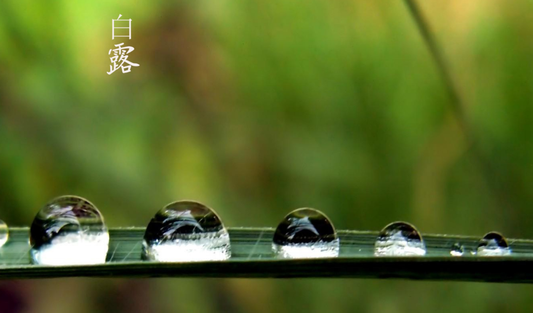 「诗词鉴赏」十五首白露诗词,清风白露,愿你百岁无忧